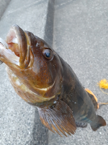 アイナメの釣果