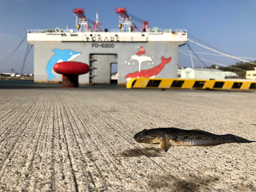 マハゼの釣果