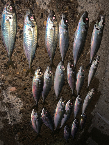 アジの釣果