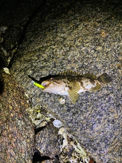 タケノコメバルの釣果