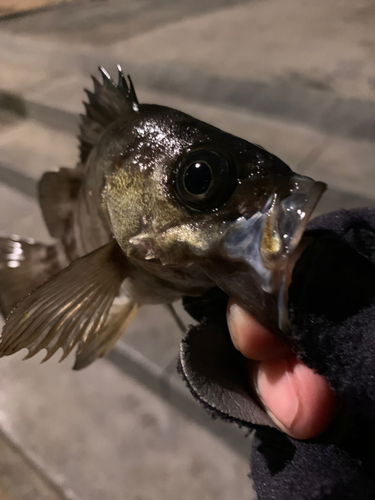 メバルの釣果