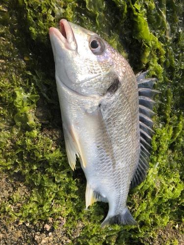 キビレの釣果