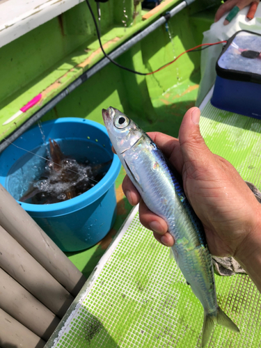 ウルメイワシの釣果