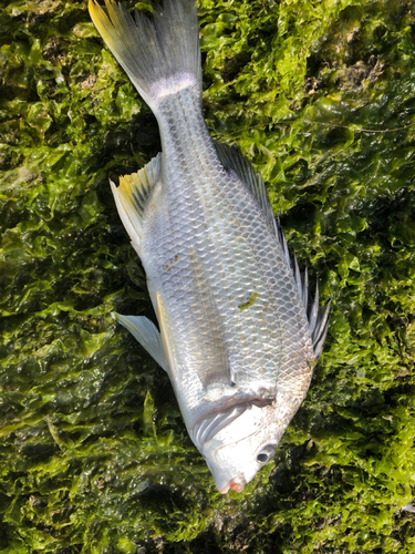 キビレの釣果