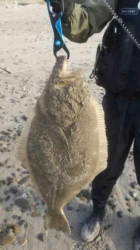 ヒラメの釣果