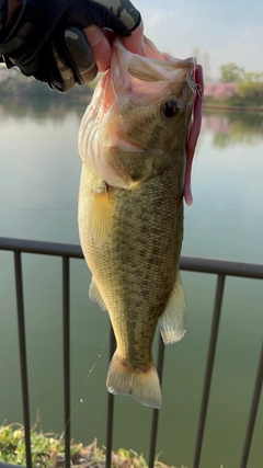 ブラックバスの釣果