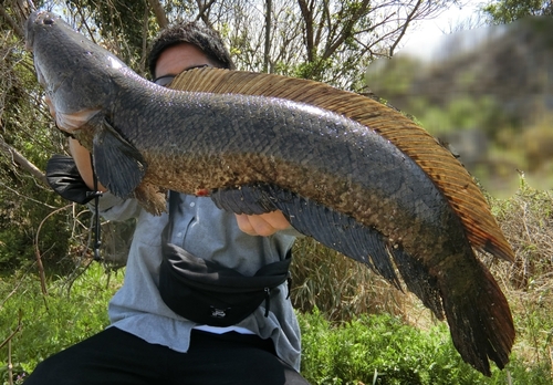 ライギョの釣果