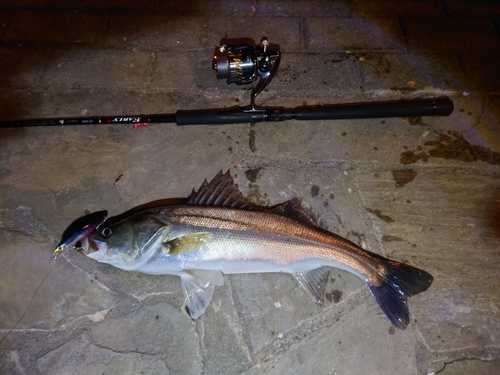 シーバスの釣果