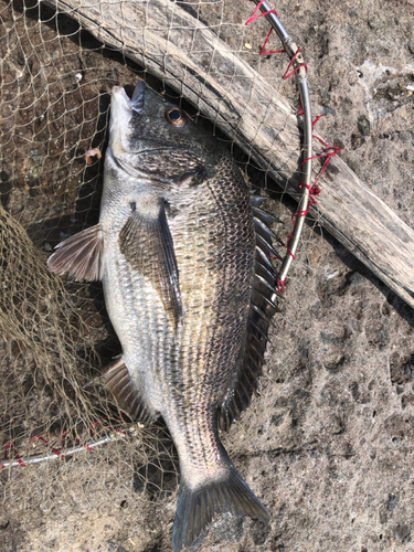 チヌの釣果