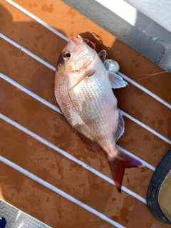 マダイの釣果