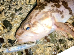 タケノコメバルの釣果