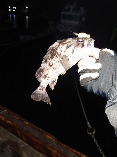 クロソイの釣果