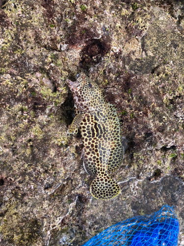 カンモンハタの釣果