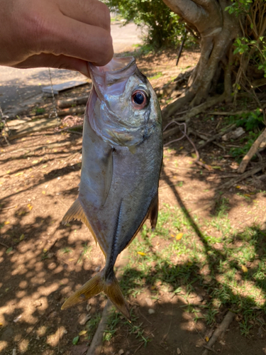 オニヒラアジの釣果