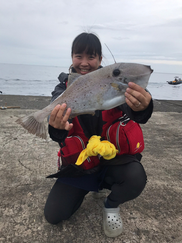 ウスバハギの釣果