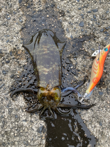 アオリイカの釣果