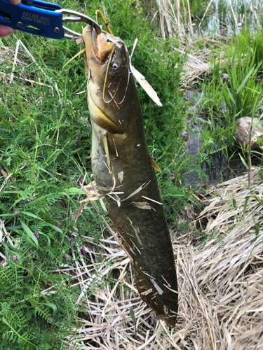 ニホンナマズの釣果