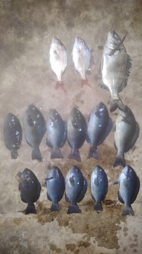 メジナの釣果