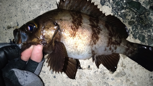 シロメバルの釣果