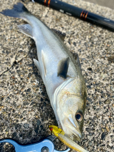 シーバスの釣果