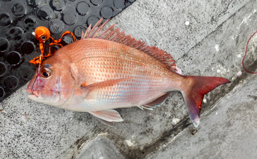 マダイの釣果