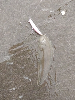 シタビラメの釣果