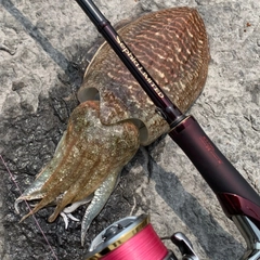 コウイカの釣果