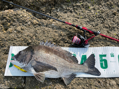 チヌの釣果