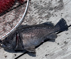 マゾイの釣果