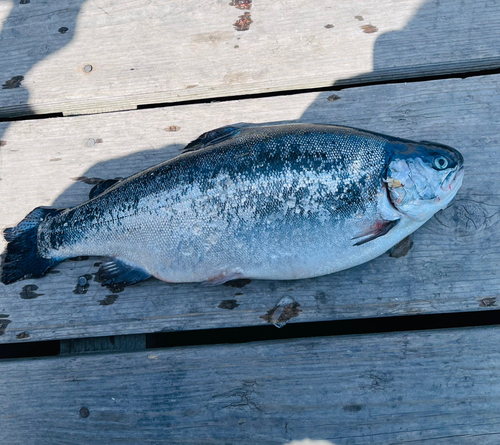 サクラマスの釣果