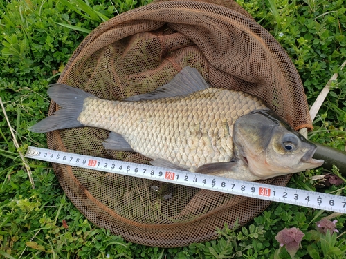 ヘラブナの釣果