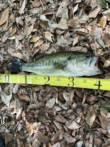 ブラックバスの釣果