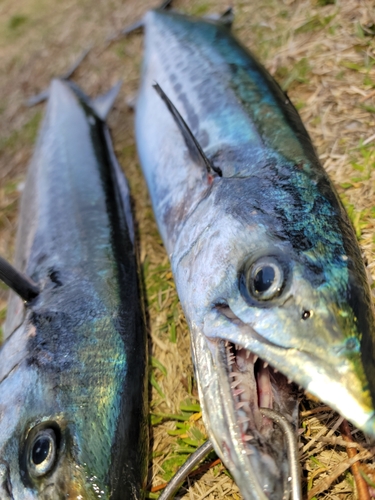 サゴシの釣果