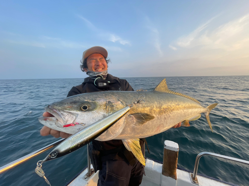 ヒラマサの釣果