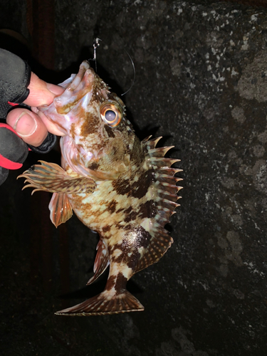 カサゴの釣果