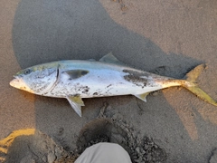 ブリの釣果