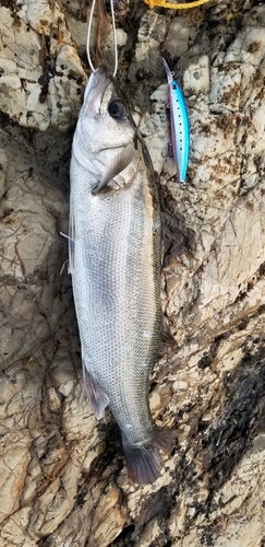 スズキの釣果