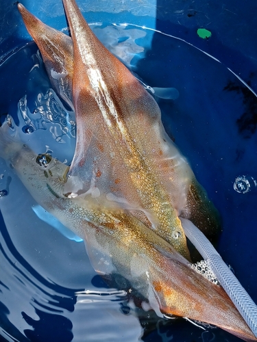 ヤリイカの釣果