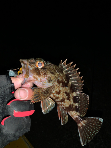 カサゴの釣果