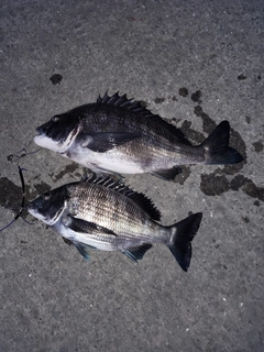 クロダイの釣果