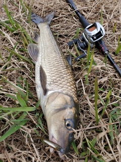 ニゴイの釣果