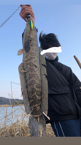 ライギョの釣果