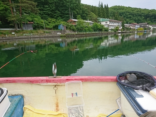 ワカサギの釣果