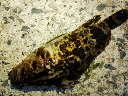 タケノコメバルの釣果