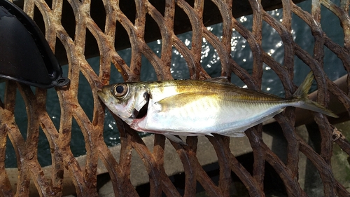 マアジの釣果