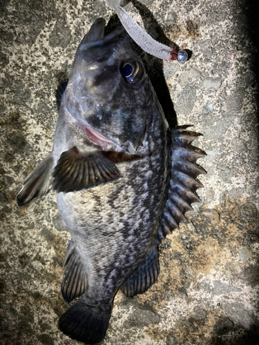 クロソイの釣果