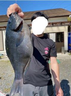 メジナの釣果