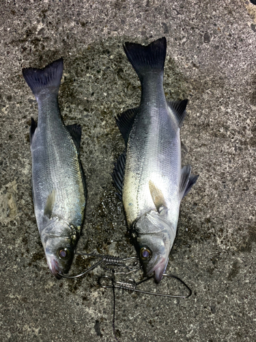 ヒラスズキの釣果