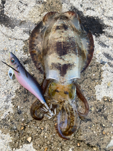 アオリイカの釣果