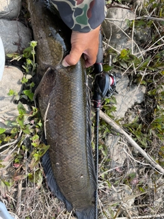 ライギョの釣果